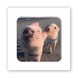 3D-стікер "Piggy selfie" (SX-271) , 1 шт 6208 фото 1